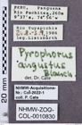 Etikette zu Pyrophorus angustus (NHMW-ZOO-COL-0010830)